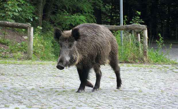 Wildtiere in Berlin: WIldschweine // HIMBEER