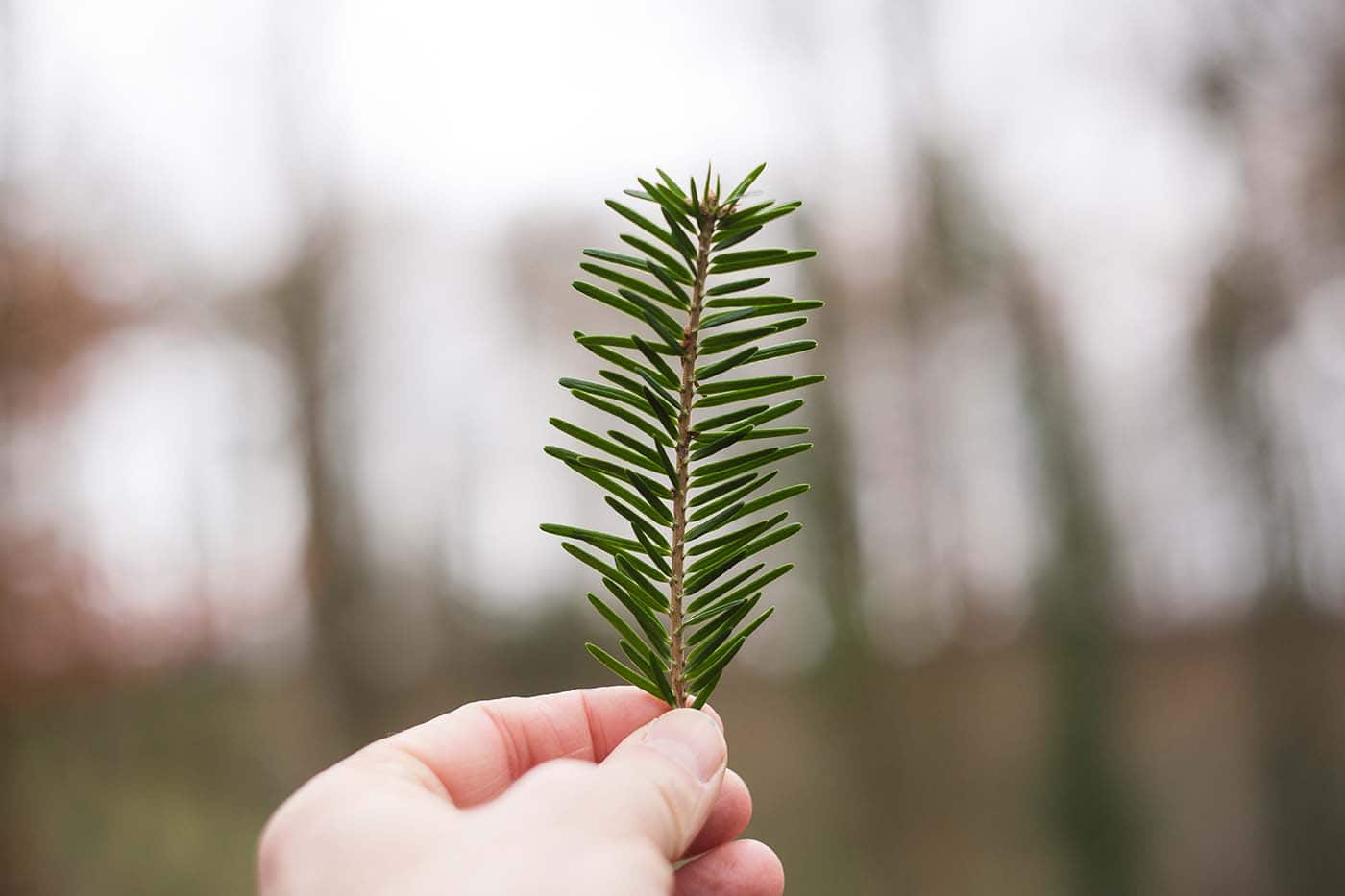 Weihnachten Tanne // HIMBEER