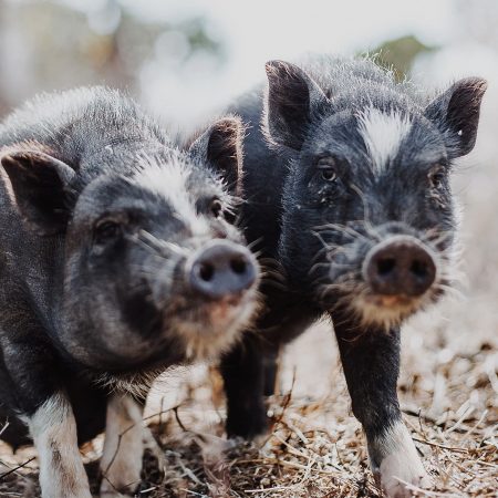 Schweine – Farmleben an der Algarve // HIMBEER