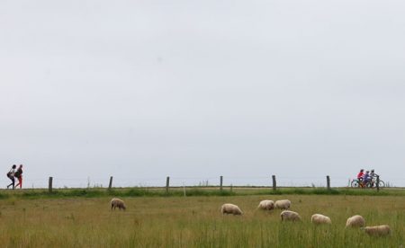 Mutter-Kind-Kur-Erfahrungsbericht: Natur tanken an der Ostsee, Schafswiese // HIMBEER