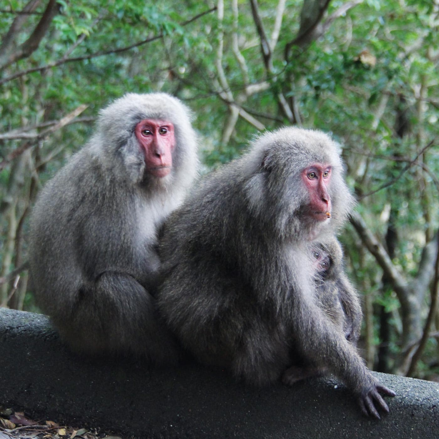 Affenfamilie auf Yakushima // HIMBEER