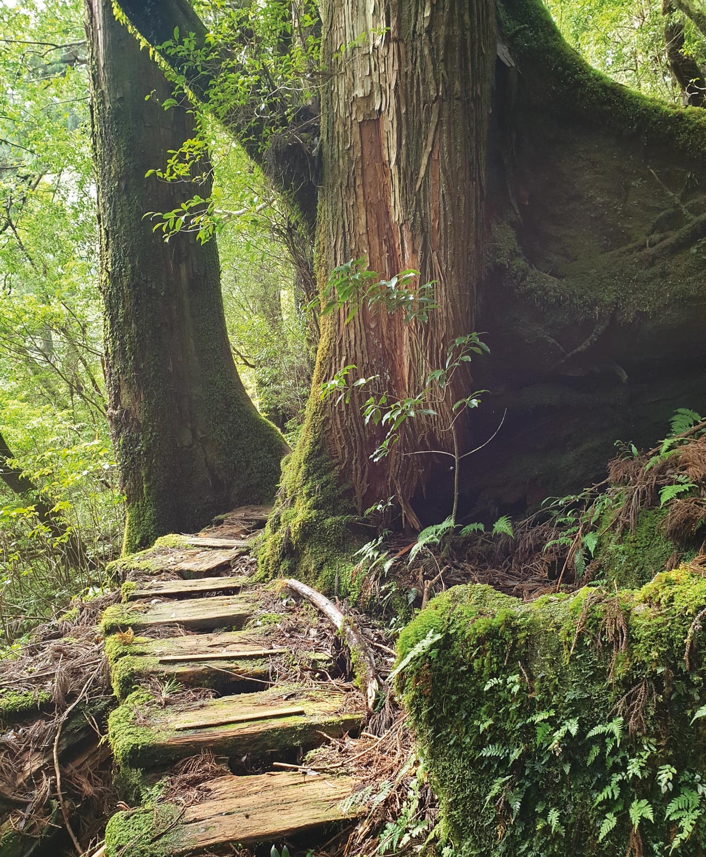Japanreise mit Baby: Magischer Wald // HIMBEER