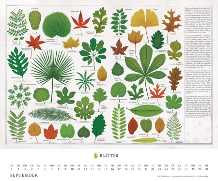 Schöne Kalender für Kinder und Familien 2020: Bäume von Piotr Socha // HIMBEER