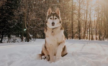 Huskys Winter Bayerischer Wald // HIMBEER