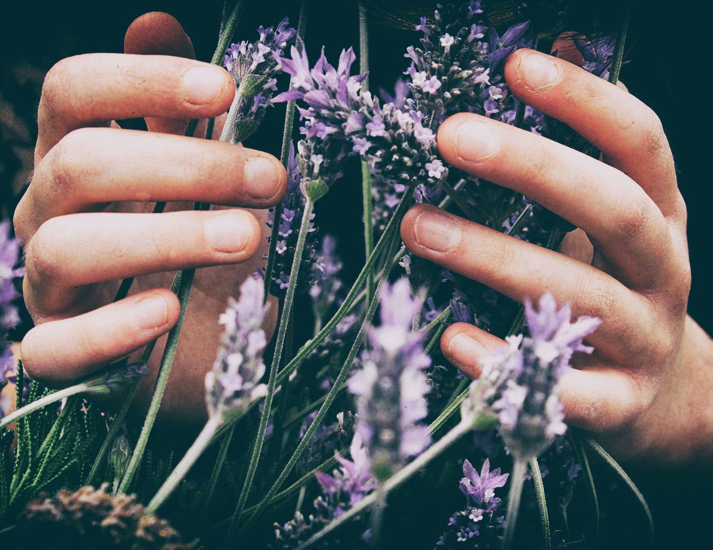 Lavendel – Wohlfühlduft // HIMBEER
