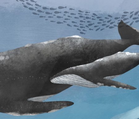 Kinderbuch-Tipp: Die Welt der Wale. Kindersachbuch // HIMBEER