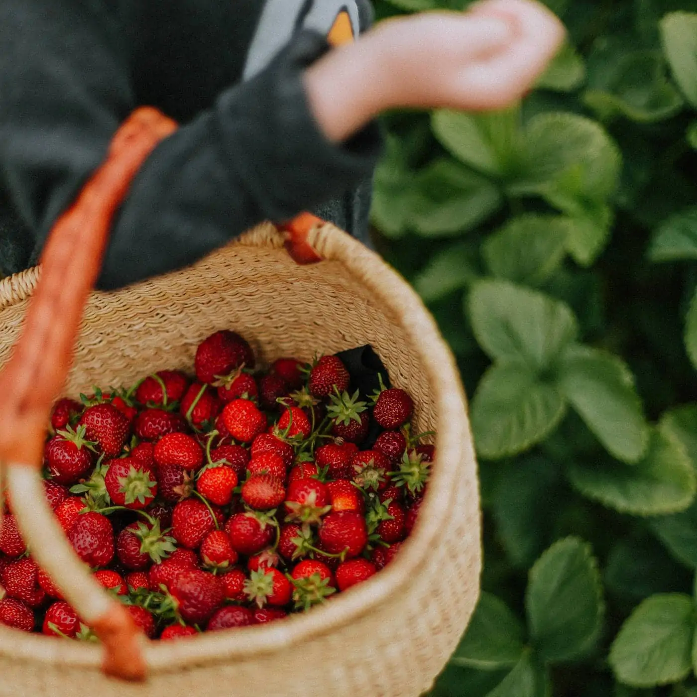 Erntezeit! Erdbeeren selber pflücken // HIMBEER