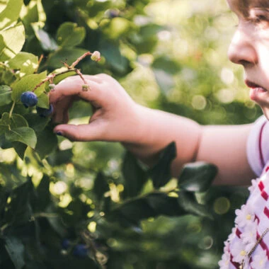 Heidelbeeren pflücken – Beerenfelder // HIMBEER