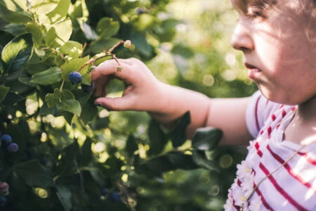 Heidelbeeren pflücken – Beerenfelder // HIMBEER