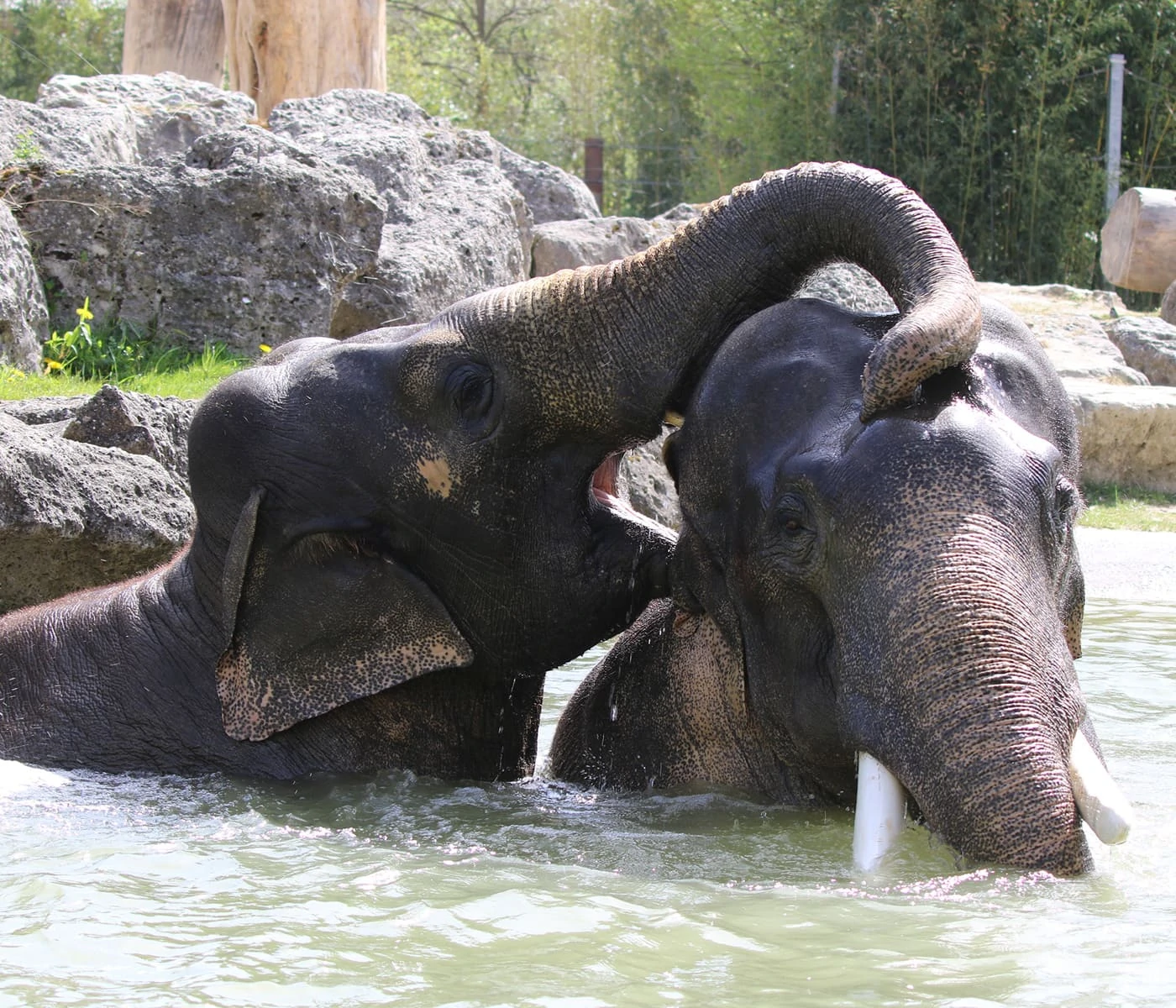 Sommerausflug mit Kindern in den Tierpark Hellabrunn München: Badende Elefanten // HIMBEER