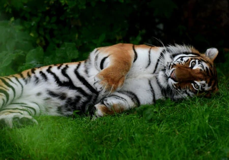 Sommerausflug mit Kindern in denTierpark Hellabrunn München: Dösender Tiger // HIMBEER