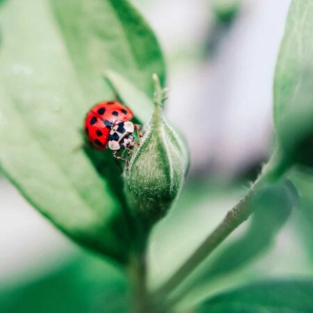 Fotowettbewerb für Kinder und Jugendliche in Bayern: Natur im Fokus // HIMBEER