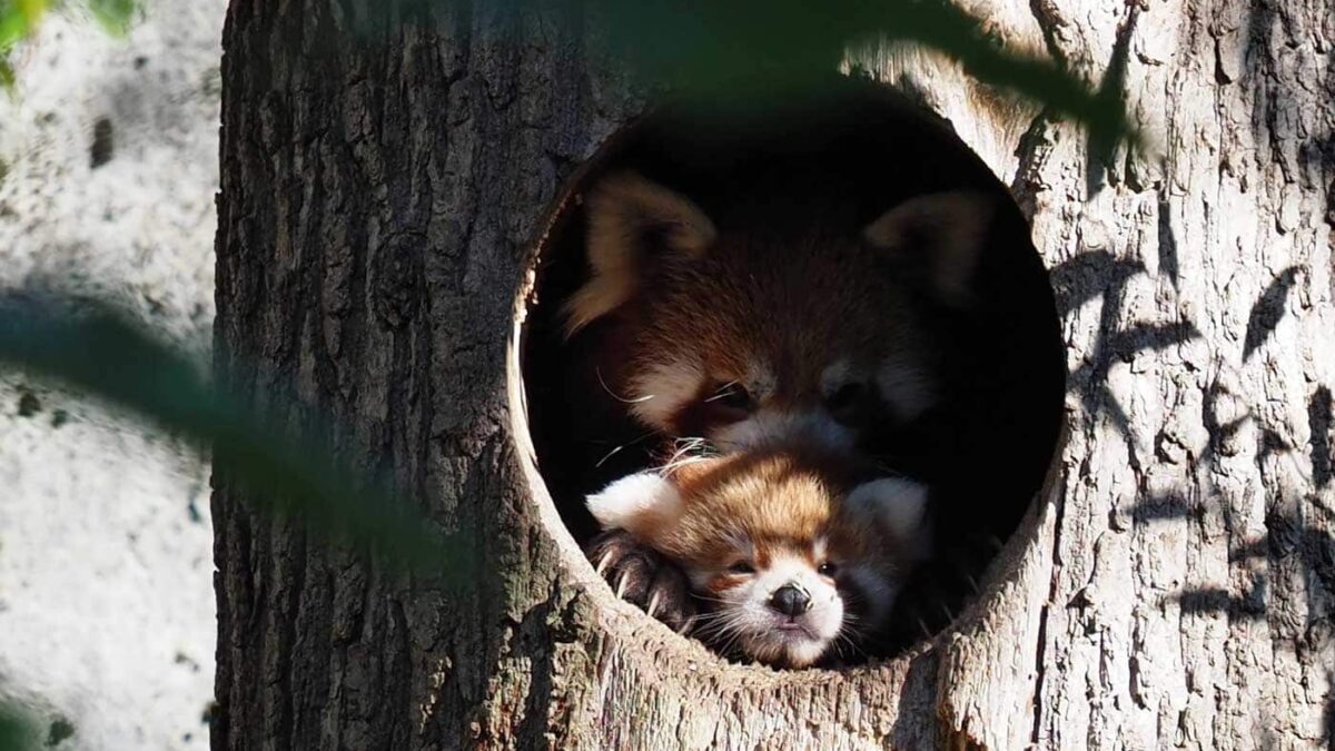 Rote Pandas im Tierpark Hellabrunn München mit Nachwuchs // HIMBEER
