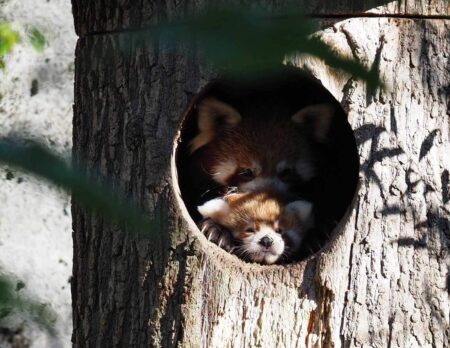 Rote Pandas im Tierpark Hellabrunn München mit Nachwuchs // HIMBEER