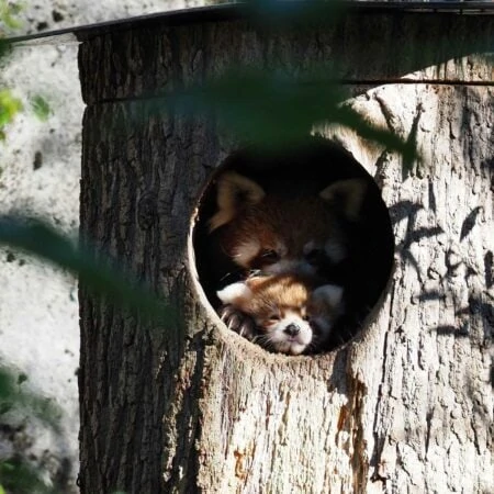 Rote Pandas im Tierpark Hellabrunn München mit Nachwuchs // HIMBEER