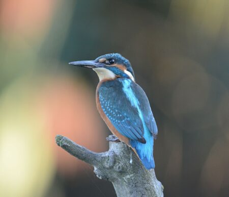 Eisvogel // HIMBEER
