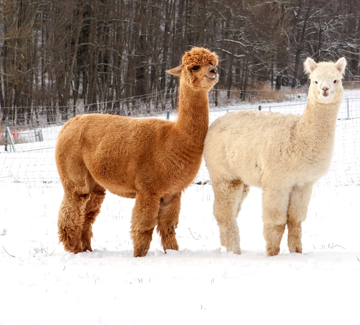 Wanderungen mit Lamas und Kindern in der Nähe von München: Alpaka und Lama im Schnee // HIMBEER