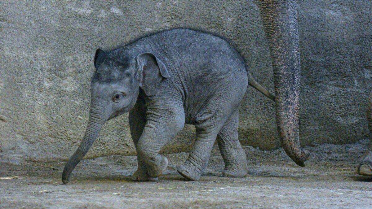 Zoo-Podcast „Mia san Tier“ aus dem Tierpark Hellabrunn München: Elefantenbaby Otto // HIMBEER