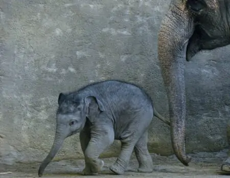 Zoo-Podcast „Mia san Tier“ aus dem Tierpark Hellabrunn München: Elefantenbaby Otto // HIMBEER