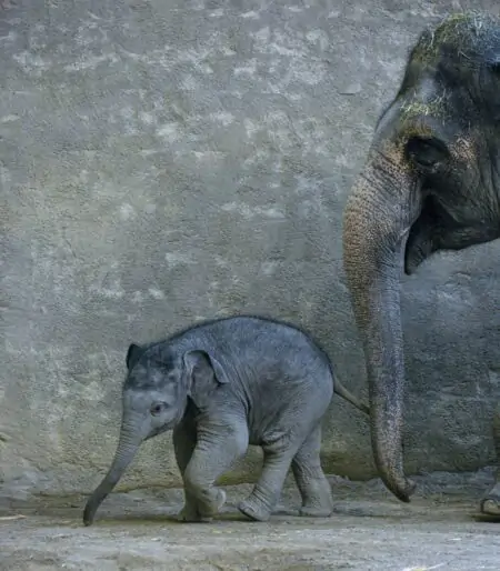 Zoo-Podcast „Mia san Tier“ aus dem Tierpark Hellabrunn München: Elefantenbaby Otto // HIMBEER