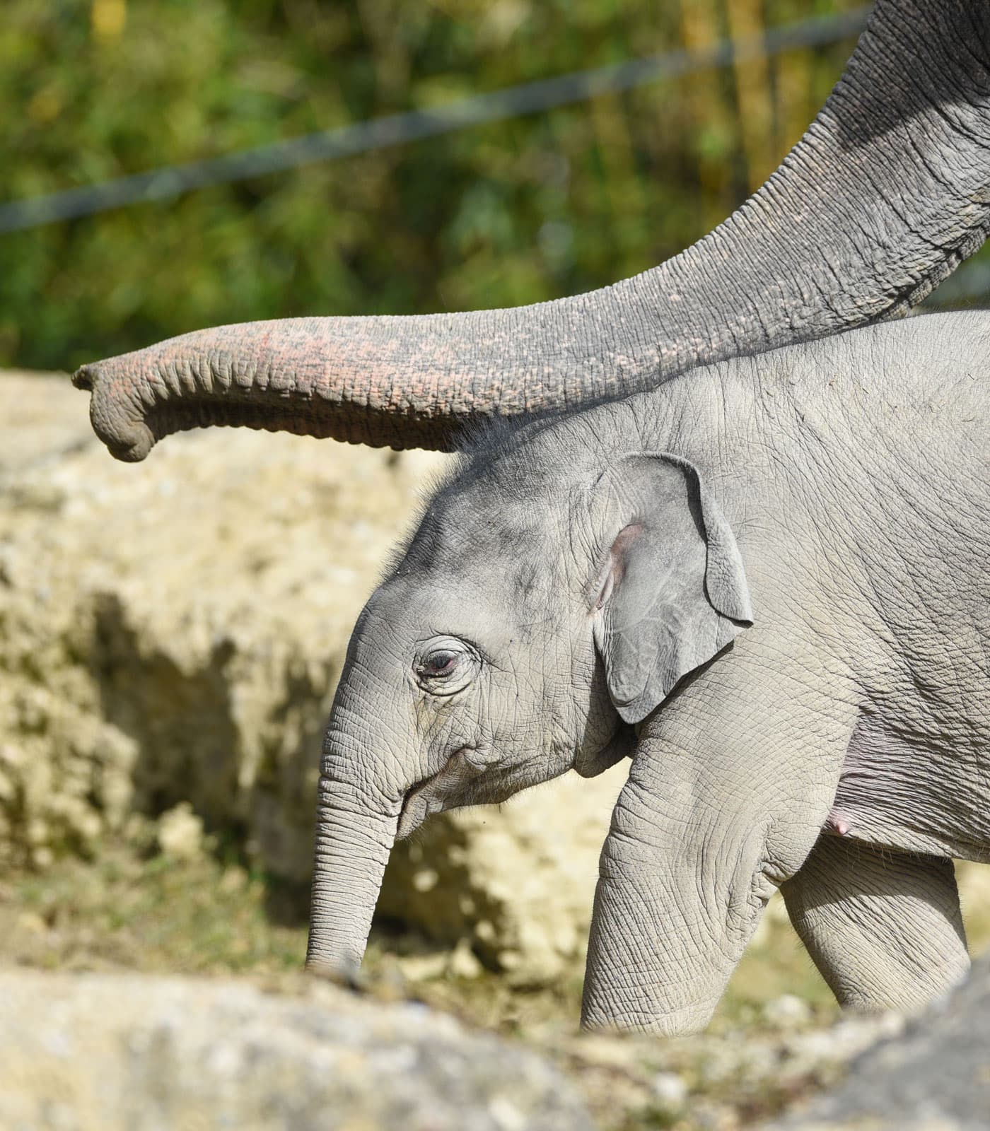 Ausflug in den Zoo zu Elefantenbaby Otto im Tierpark Hellabrunn München // HIMBEER