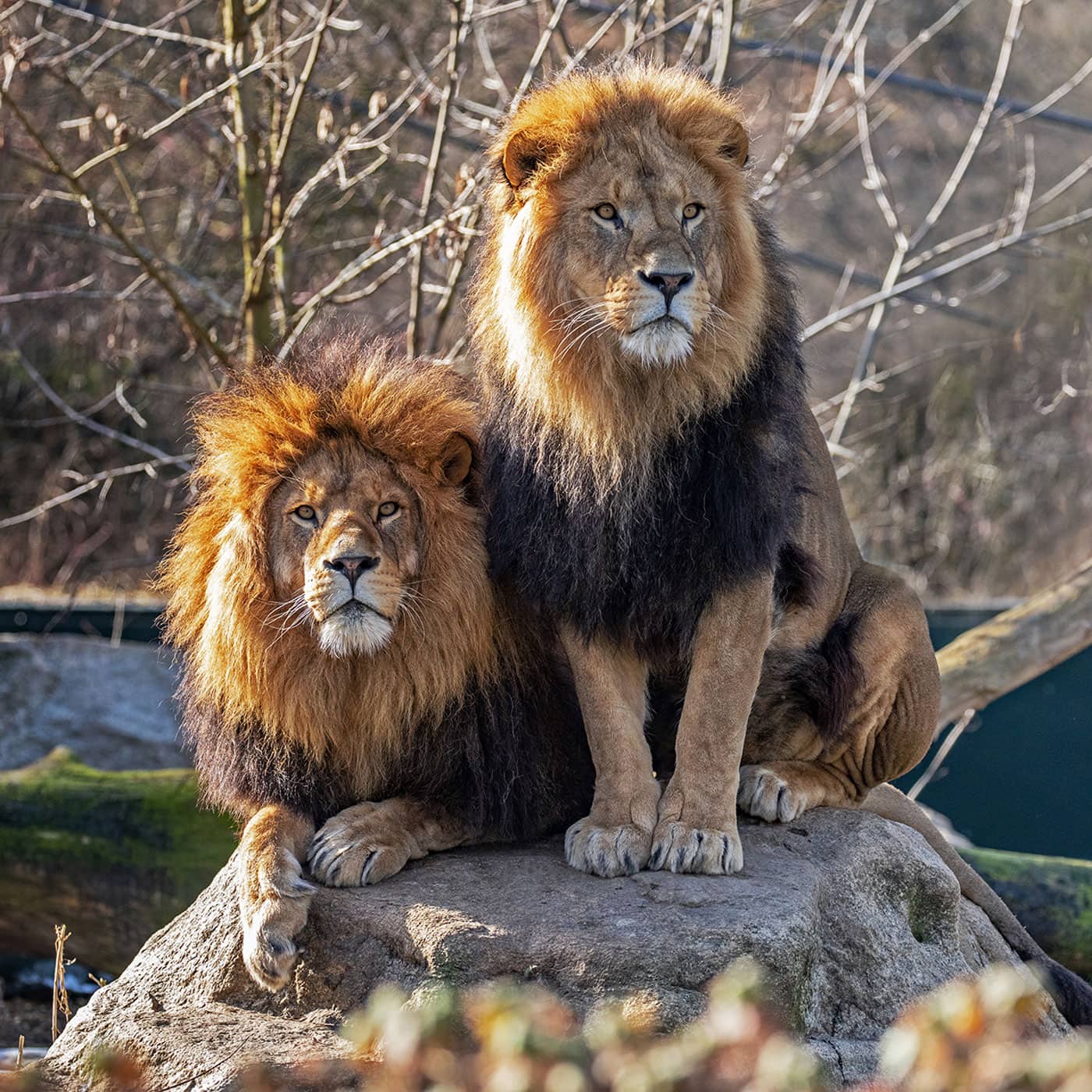 Ausflug in den Zoo: Löwen im Tierpark Hellabrunn in München // HIMBEER