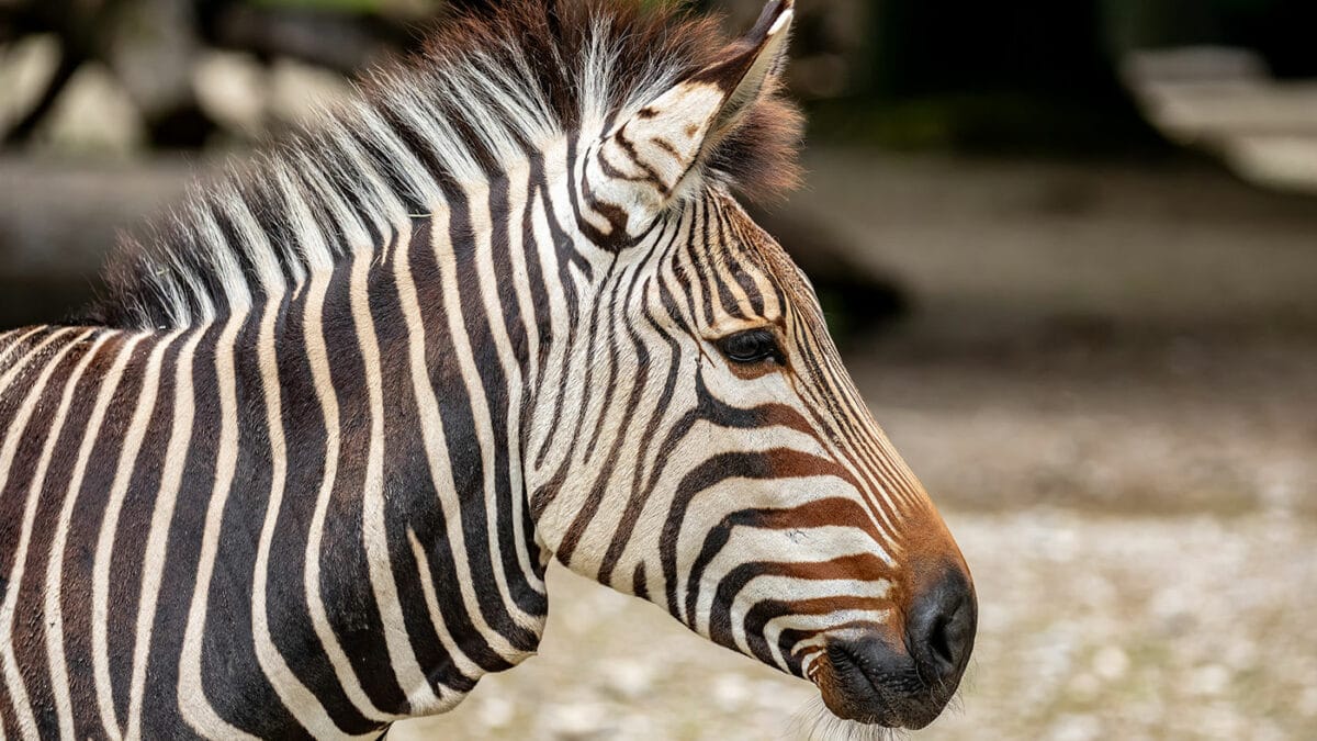 Ausflug in den Zoo: Zebra im Tierpark Hellabrunn in München // HIMBEER