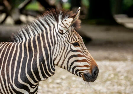 Ausflug in den Zoo: Zebra im Tierpark Hellabrunn in München // HIMBEER