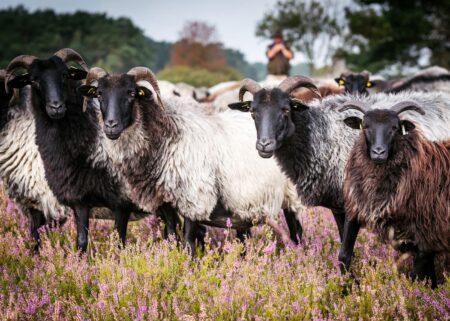 Reisen mit Kindern in Deutschland: Heidschnucken in der Lüneburger Heide // HIMBEER
