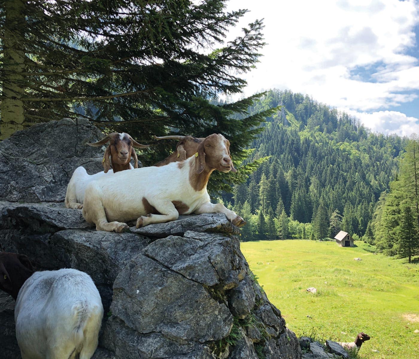 Familienurlaub in Österreich: Natur, Tiere, Berge erleben mit Kindern // HIMBEER
