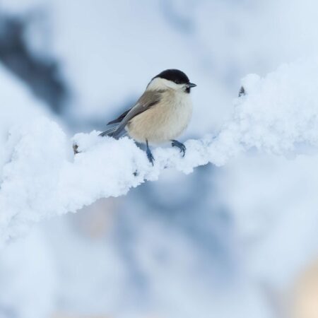 Stunde der Wintervögel 2021: Weidenmeise // HIMBEER