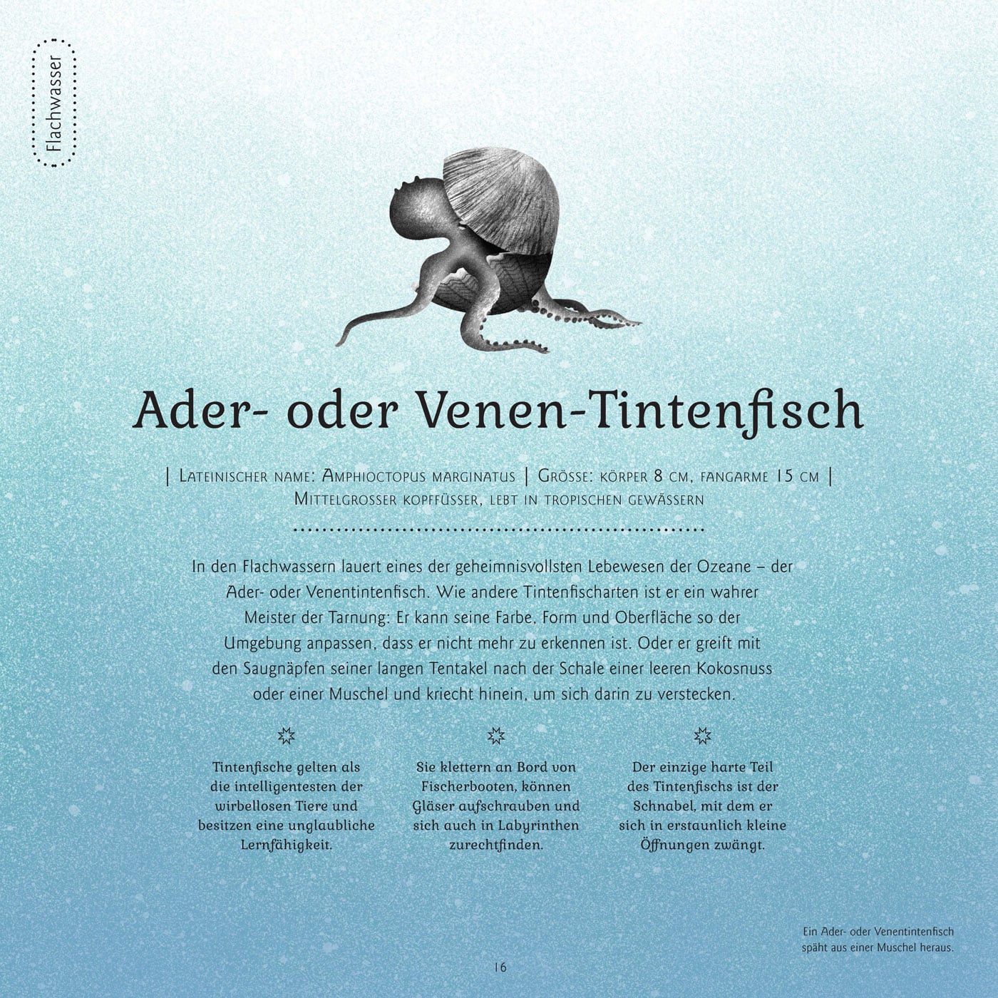 Ader- oder Venenfisch: Geheimnisse des Meeres, Kinderbuch-Tipp // HIMBEER