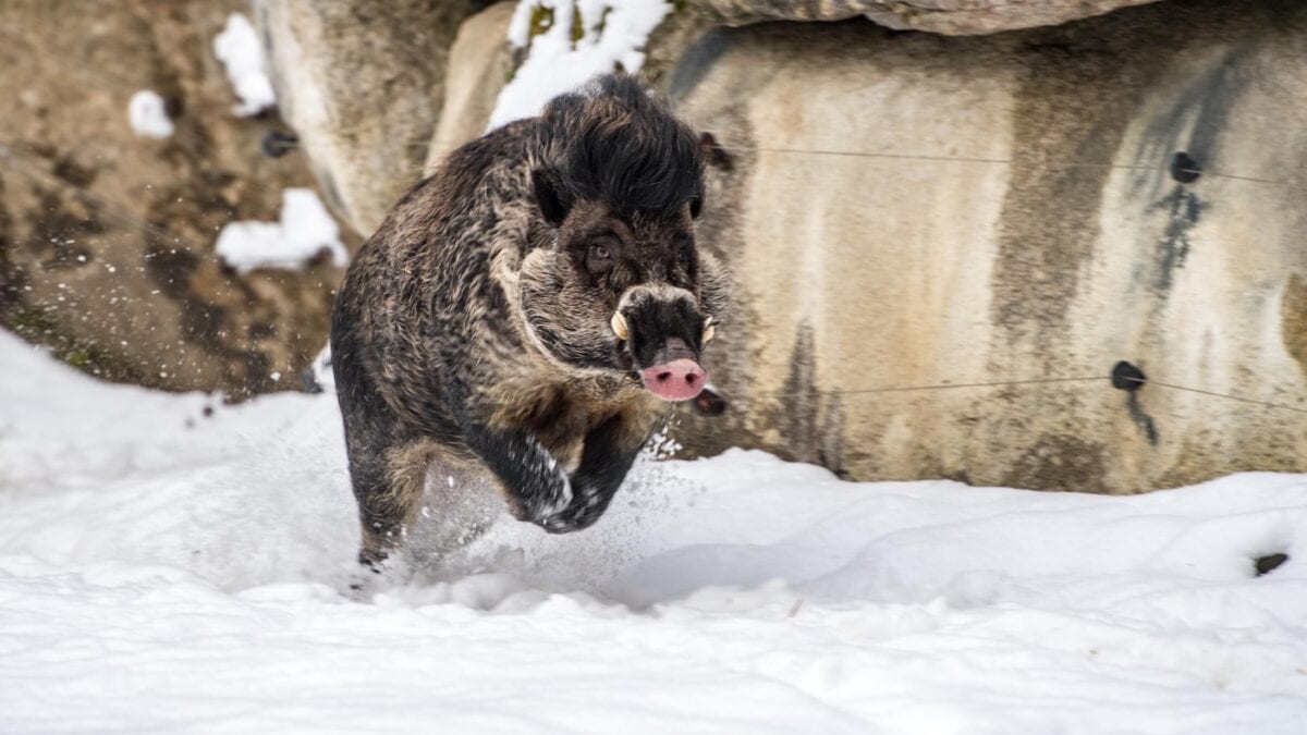 Pustelschwein ist Zootier des Jahres // BERLIN