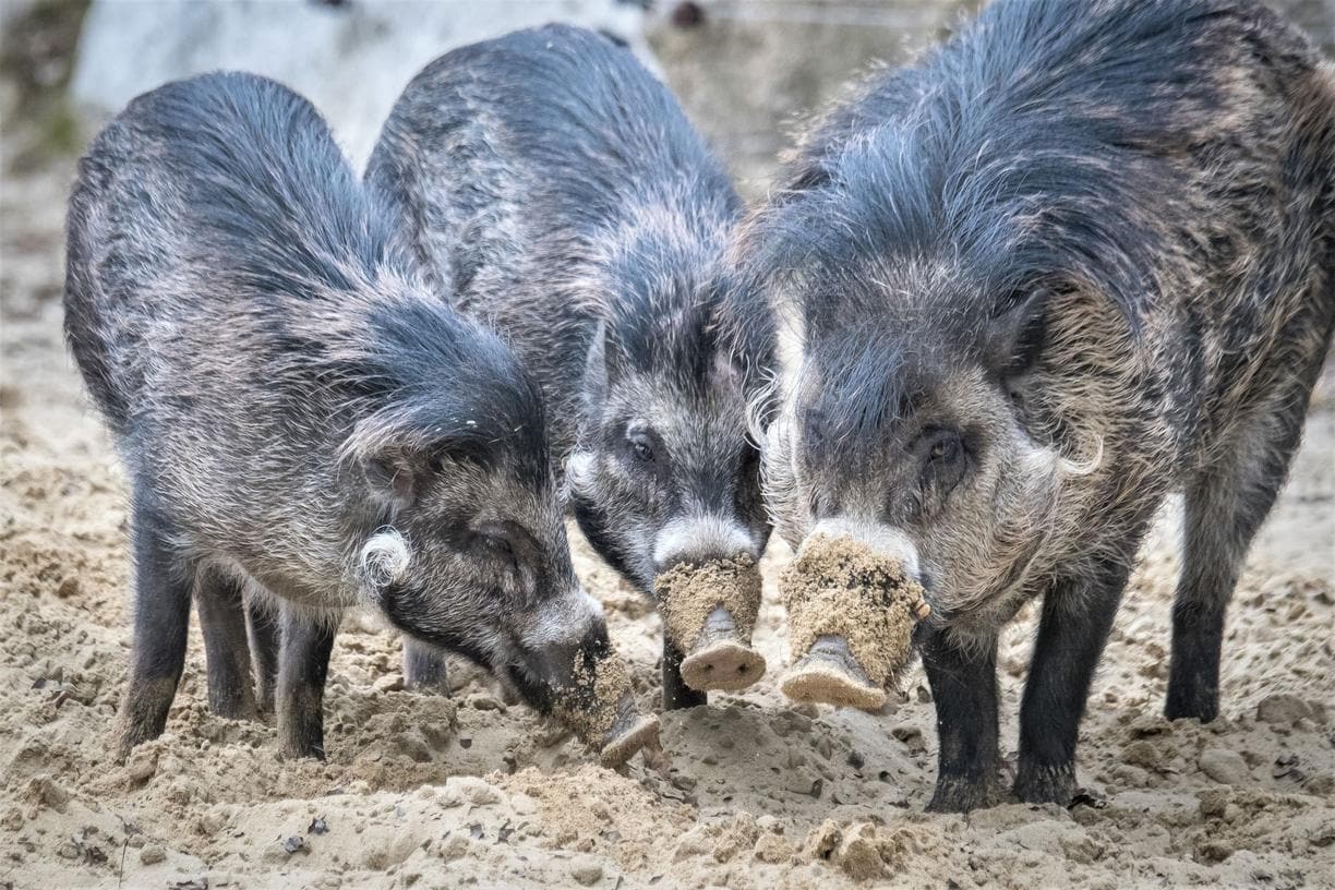 Vier Pustelschweine wohnen in Hellabrunn // HIMBEER