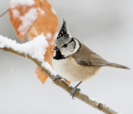 Zählaktion des NABU: Stunde der Wintervögel 2022: Haubenmeise // HIMBEER