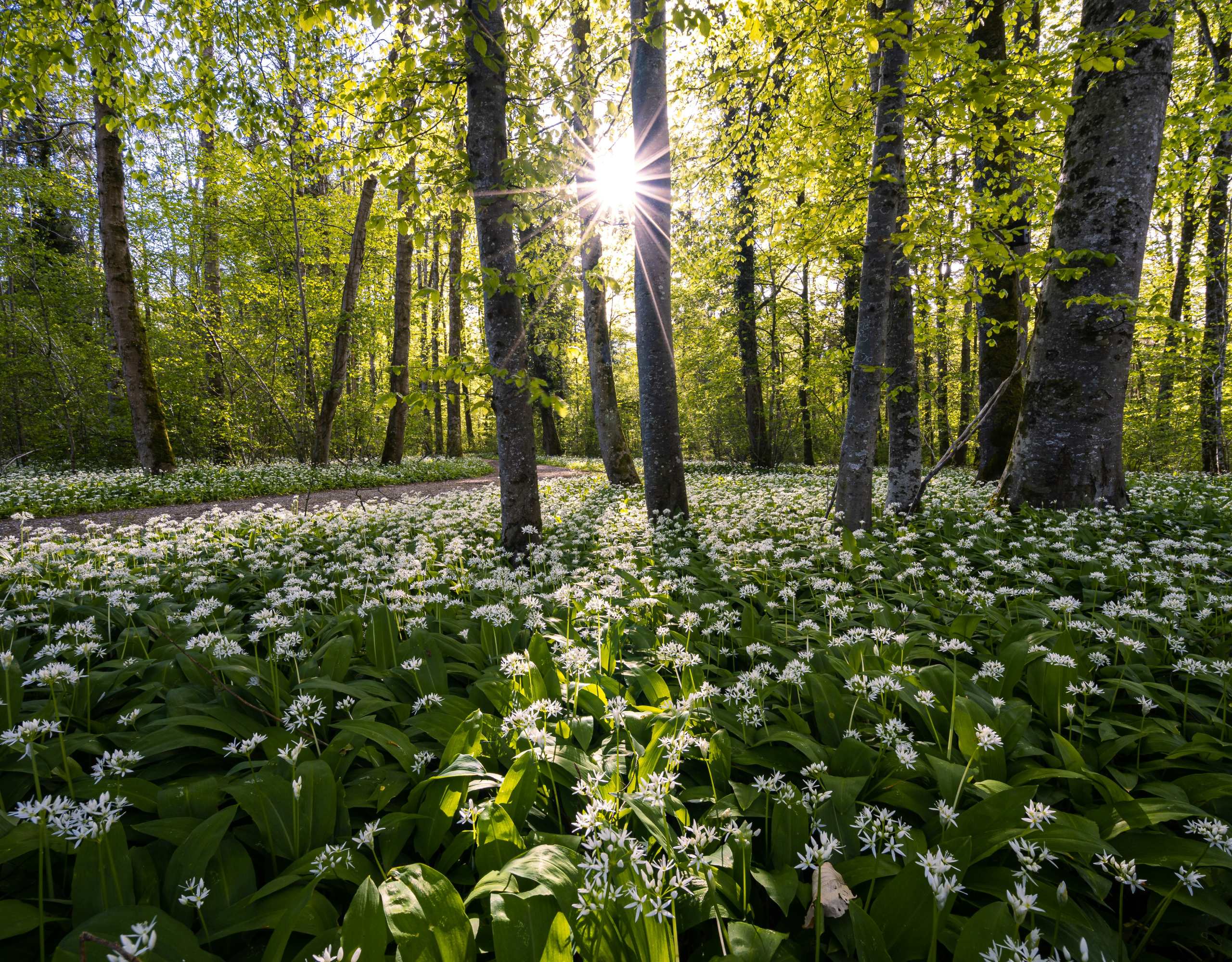 Frühling in München: Bärlauch sammeln im Englischen Garten