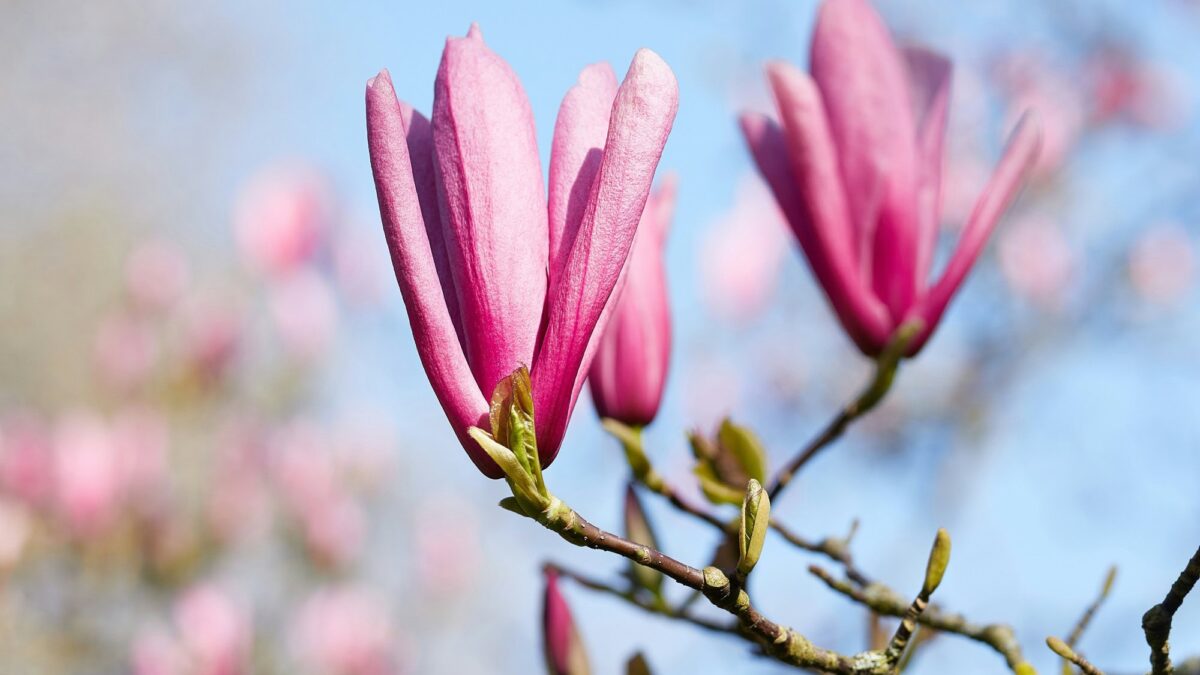 Frühling in München – die besten Tipps für Familien von HIMBEER