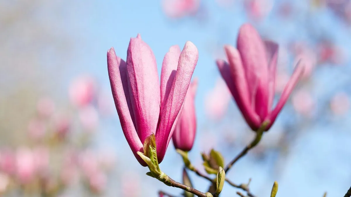 Frühling in München – die besten Tipps für Familien von HIMBEER