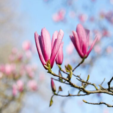 Frühling in München – die besten Tipps für Familien von HIMBEER