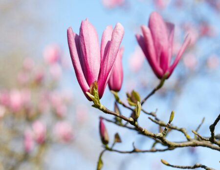 Frühling in München – die besten Tipps für Familien von HIMBEER