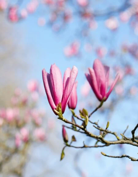 Frühling in München – die besten Tipps für Familien von HIMBEER