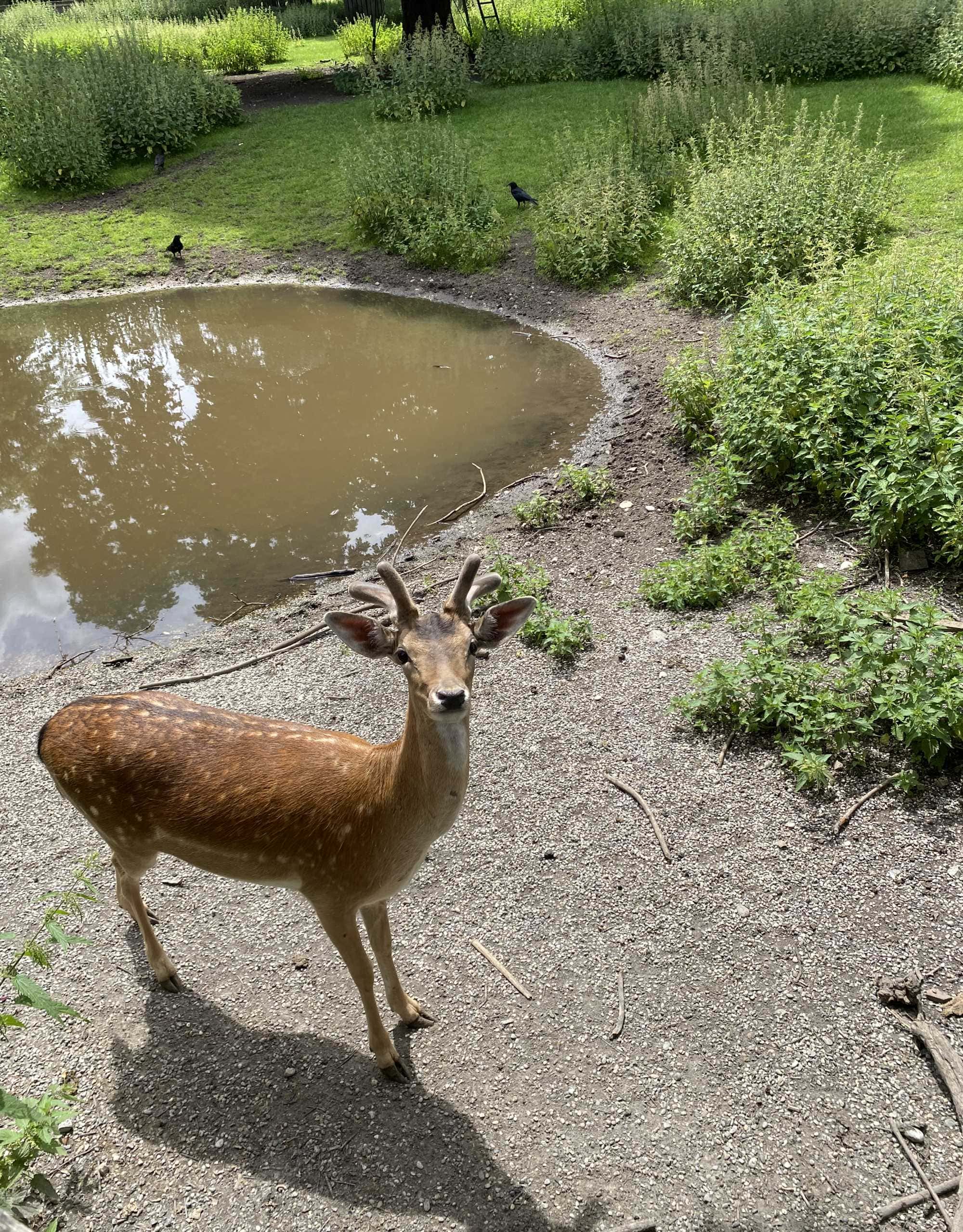 Frühling in München: Wildgehege am Hirschgarten – Start in die Biergarten-Saison