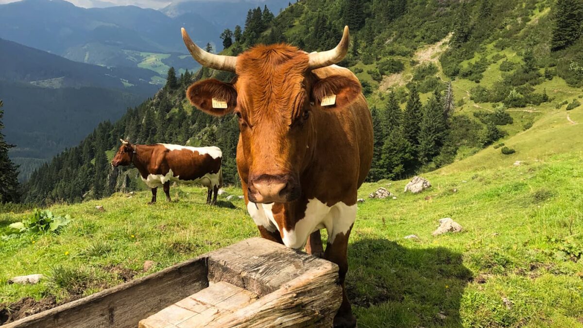 Kühe in den Bergen um Filzmoos // HIMBEER