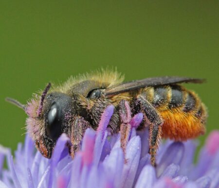Bienenfreundliche Pflanzen und Flächen: Distel-Mauerbiene schützen // HIMBEER