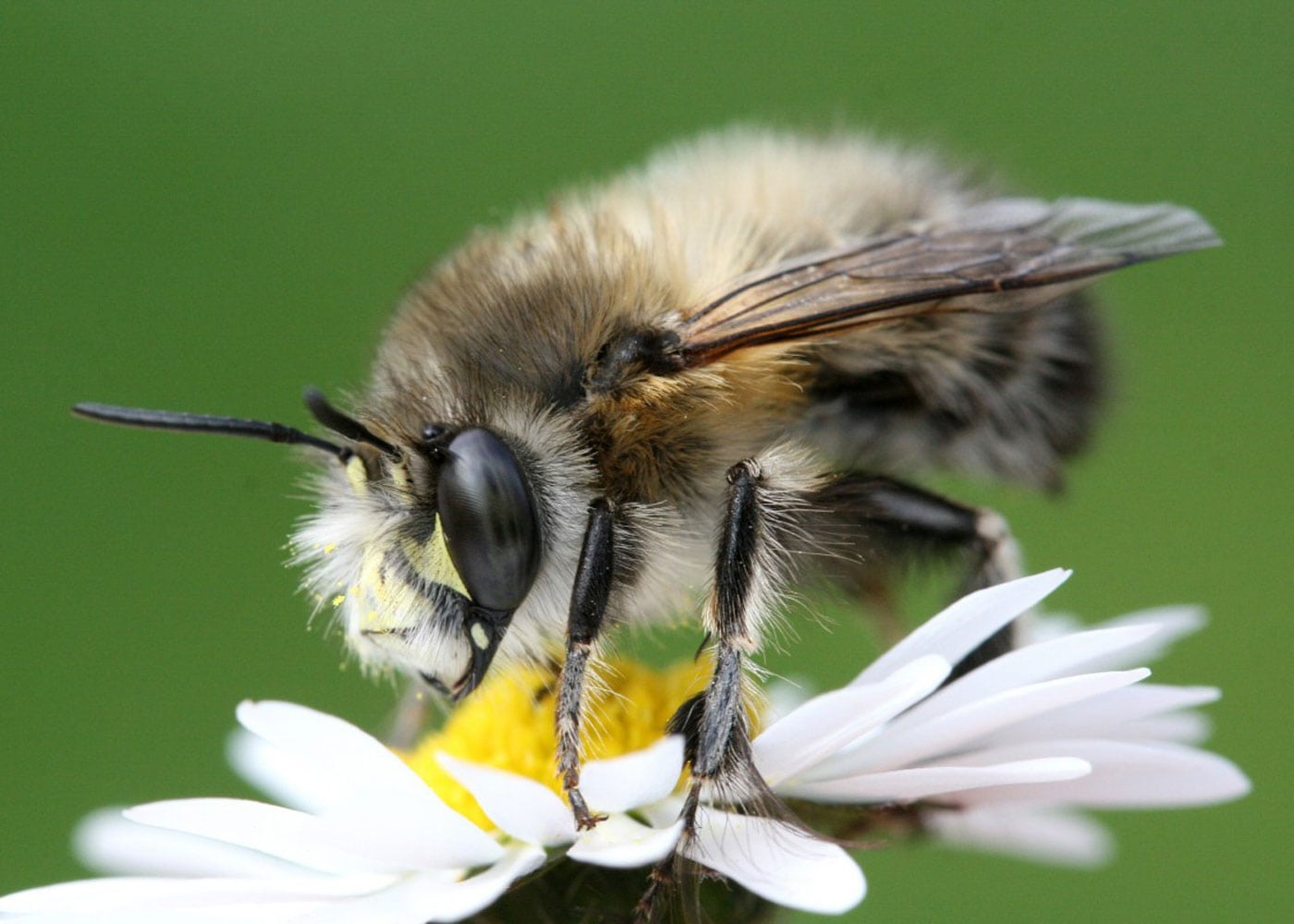 Bienenfreundliche Pflanzen und Flächen: gemeine Pelzbiene schützen // HIMBEER