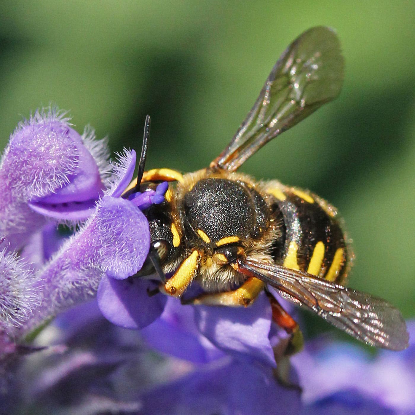 Bienenfreundliche Wollbiene schützen // HIMBEER