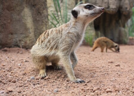 Die Erdmännchen sind zurück im Tierpark Hellabrunn // HIMBEER