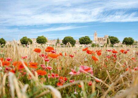 Den Sommer mit Kindern auf Mallorca verlängern: Sineu // HIMBEER