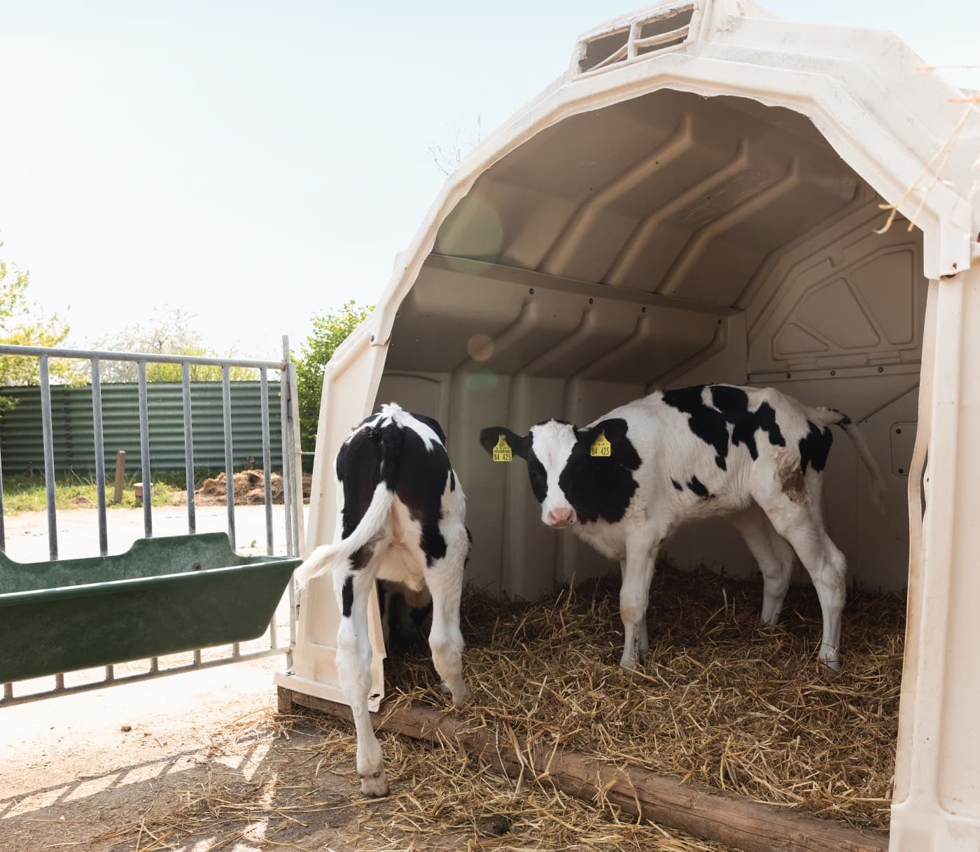 Kühe auf dem Biohof Brodowin in Brandenburg // HIMBEER