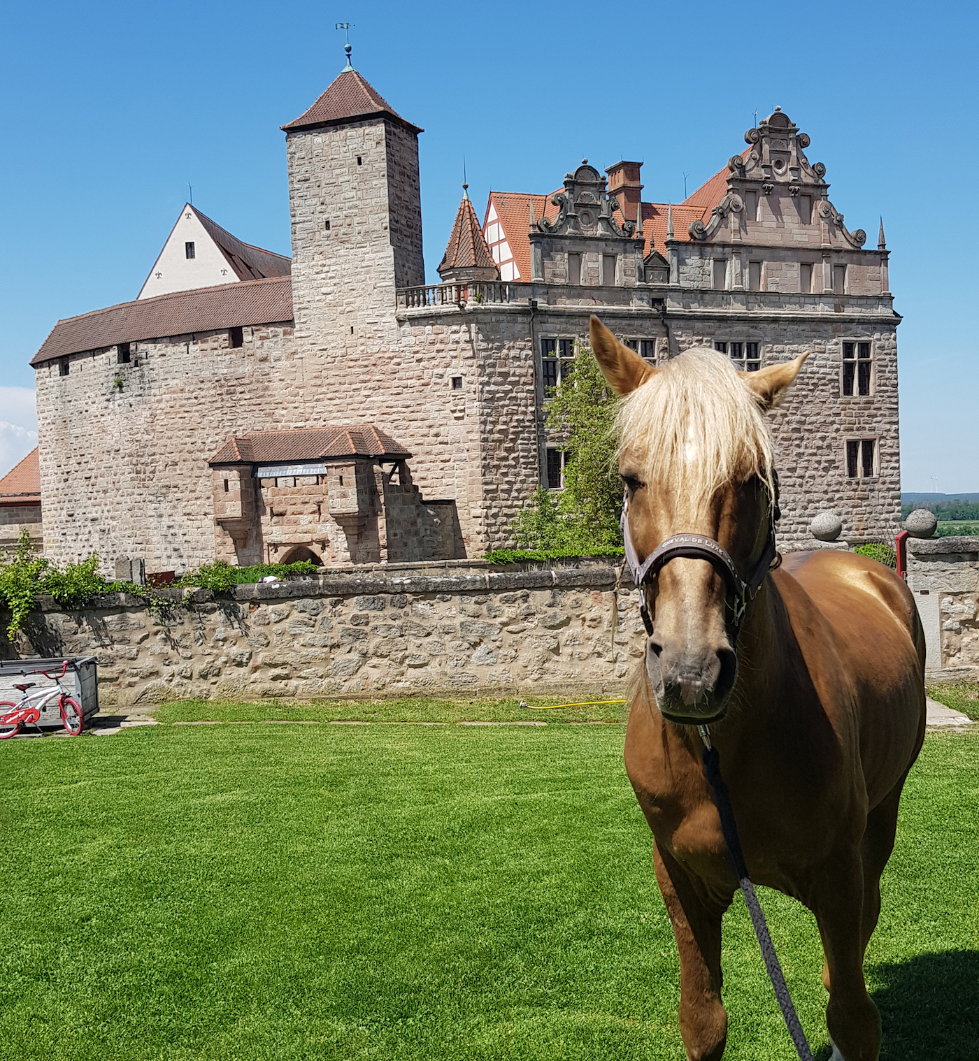 Auf Trab! Pferde im Mittelalter auf Burg Cadolzburg für Kinder // HIMBEER